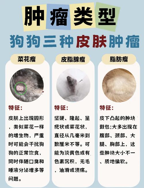 狗肿瘤临终前三天信号_狗狗临终信号与主人应对 狗肿瘤临终前三天信号_狗狗临终信号与主人应对