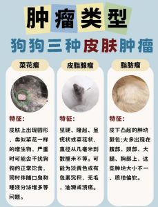 狗肿瘤临终前三天信号_狗狗临终信号与主人应对