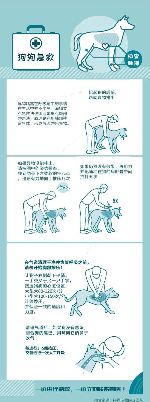 家庭宠物意外卡住事件探析:狗狗被困的原因与应急处理方式 家庭宠物意外卡住事件探析:狗狗被困的原因与应急处理方式