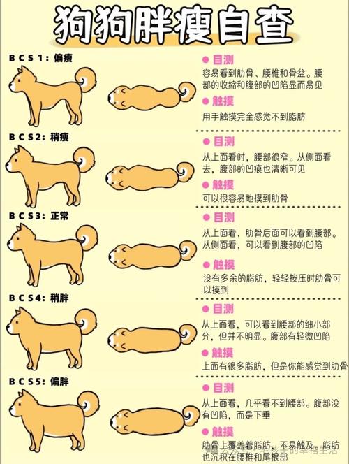 狗瘦了怎么增肥最快_狗狗科学增肥,饮食均衡肠胃好 狗瘦了怎么增肥最快_狗狗科学增肥,饮食均衡肠胃好