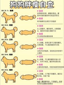 狗瘦了怎么增肥最快_狗狗科学增肥，饮食均衡肠胃好