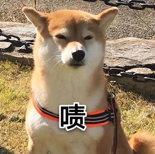 狗最恨三个主人_关爱狗狗，满足心理需求，快乐生活