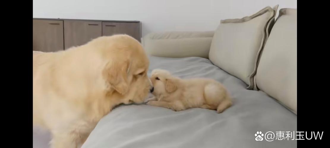 可爱的小狗爬过来叫主人,展现温馨陪伴的瞬间 可爱的小狗爬过来叫主人,展现温馨陪伴的瞬间