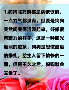 狗丢了是吉兆还是凶兆_寻狗不吉？那是迷信！积极找回是关键