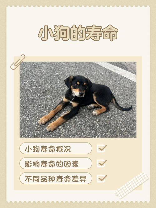 狗的寿命有多久_科学喂养,狗狗健康长寿 狗的寿命有多久_科学喂养,狗狗健康长寿