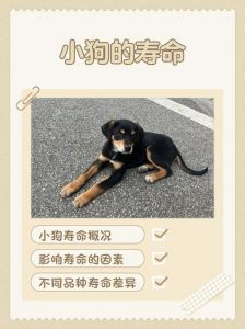 狗的寿命有多久_科学喂养，狗狗健康长寿