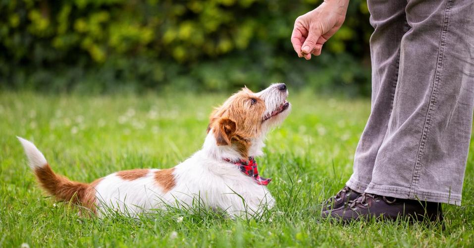 训犬的18种手势照片_狗狗15指令学聪明,统一口令耐心训,安全快乐很简单! 训犬的18种手势照片_狗狗15指令学聪明,统一口令耐心训,安全快乐很简单!