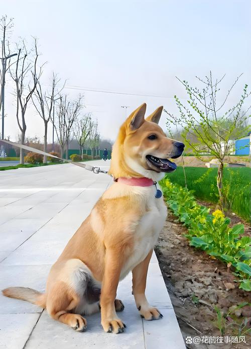 大量养殖土狗喂什么好_科学喂土狗,营养均衡成本低 大量养殖土狗喂什么好_科学喂土狗,营养均衡成本低