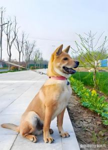 大量养殖土狗喂什么好_科学喂土狗，营养均衡成本低