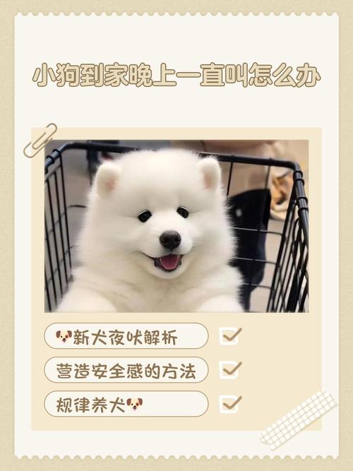 刚到家的小狗晚上一直叫_幼犬到家夜间哭闹怎么办？