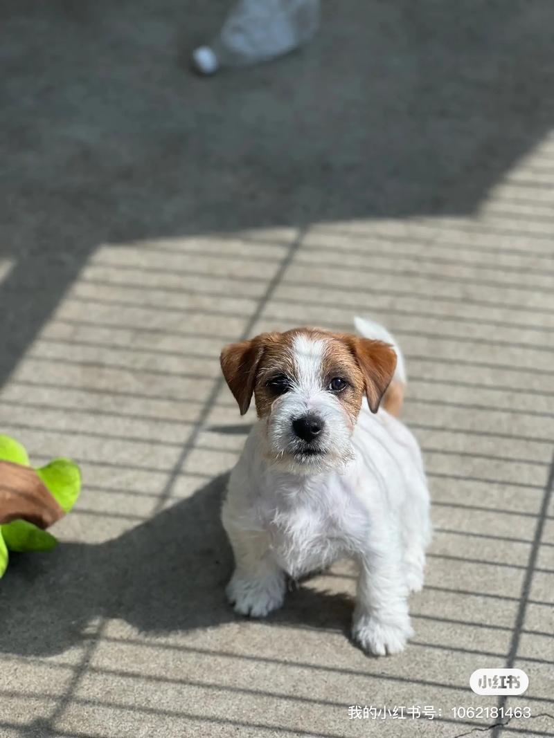 有几种罗素梗犬_罗素梗分类及养护要点 有几种罗素梗犬_罗素梗分类及养护要点