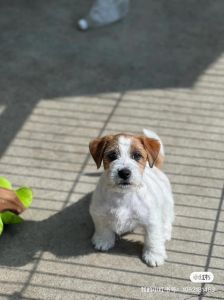 有几种罗素梗犬_罗素梗分类及养护要点