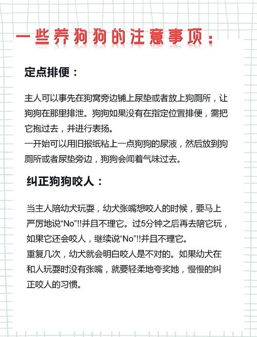 养狗需要注意什么事项_养狗是长期承诺，需耐心责任，科学喂养