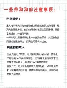 养狗需要注意什么事项_养狗是长期承诺，需耐心责任，科学喂养