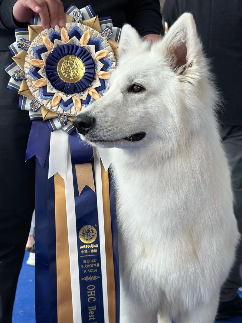 瑞士牧羊犬禁养吗_瑞士牧羊犬友善忠诚,非禁养犬,养犬需负责任 瑞士牧羊犬禁养吗_瑞士牧羊犬友善忠诚,非禁养犬,养犬需负责任