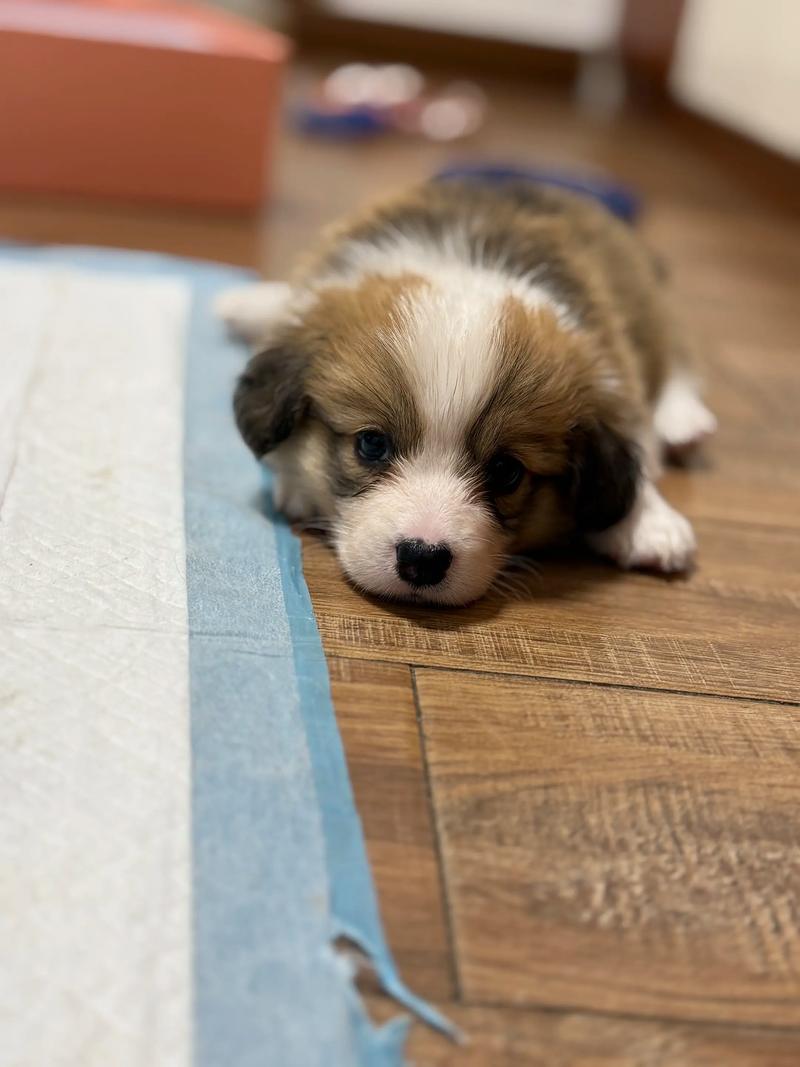 适合小孩子养的小型犬_选小型犬当宠物?经济易养是关键! 适合小孩子养的小型犬_选小型犬当宠物?经济易养是关键!