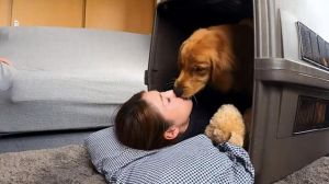 狗狗与女主人在床上玩耍的温馨瞬间，令人感动又心生担忧