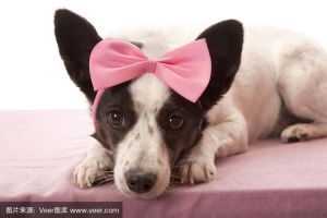 可爱的狗狗佩戴蝴蝶结展现膨大样子的魅力瞬间