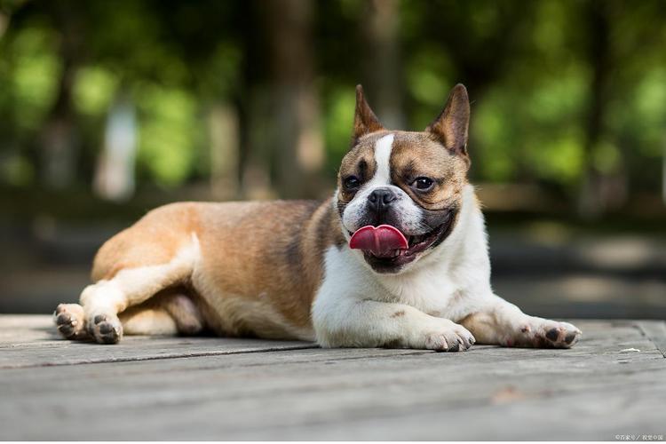 养串串狗的十大忠告_健康饮食与早期训练 养串串狗的十大忠告_健康饮食与早期训练