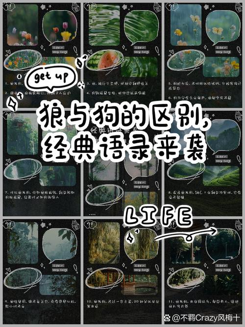 狼的女人为何会喜欢上狗：跨越物种的情感牵绊与复杂关系