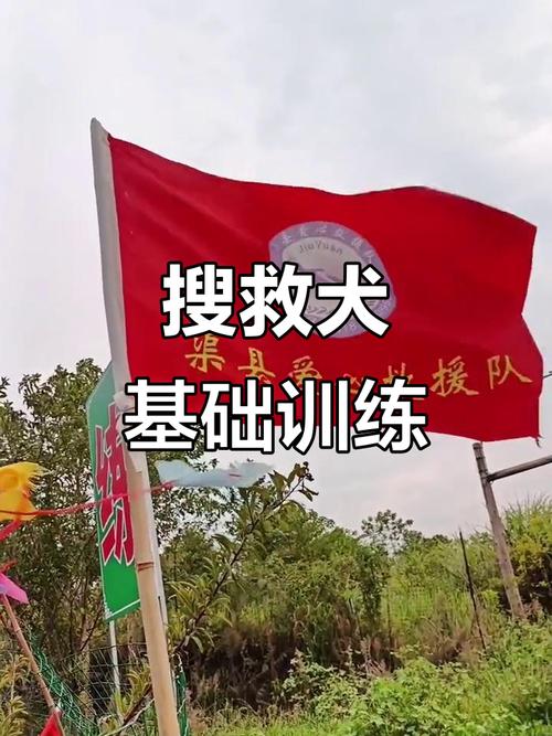 搜救犬的最佳训练期_搜救犬幼犬期关键训练,18个月成专业救援力 搜救犬的最佳训练期_搜救犬幼犬期关键训练,18个月成专业救援力