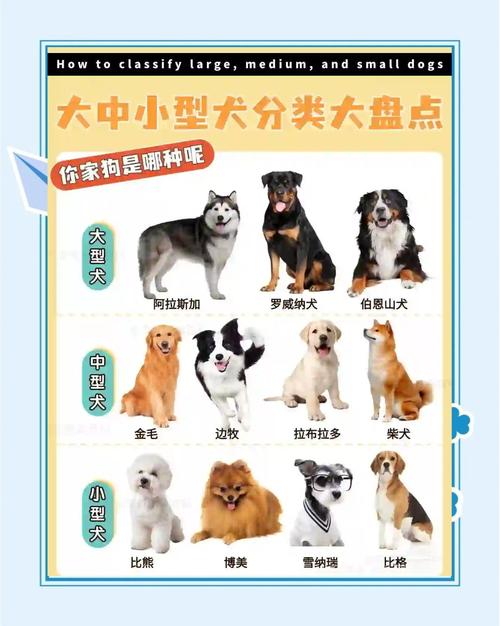 中小型犬排行榜前十名_拉布拉多与金毛寻回犬 中小型犬排行榜前十名_拉布拉多与金毛寻回犬
