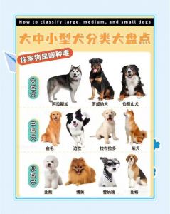 中小型犬排行榜前十名_拉布拉多与金毛寻回犬