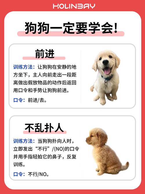 训犬禁止的注意事项_15分钟次,耐心奖励,健康社交 训犬禁止的注意事项_15分钟次,耐心奖励,健康社交