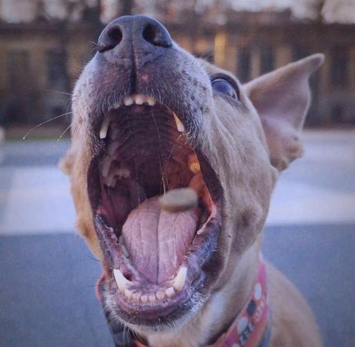 狗会记恨主人打过他吗_狗狗不记仇,惩罚无用,用爱代替惩罚 狗会记恨主人打过他吗_狗狗不记仇,惩罚无用,用爱代替惩罚