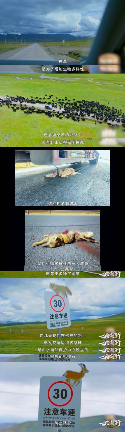 狗靠人卡住真实事件_人与狗关系复杂,宠物福利需关注 狗靠人卡住真实事件_人与狗关系复杂,宠物福利需关注