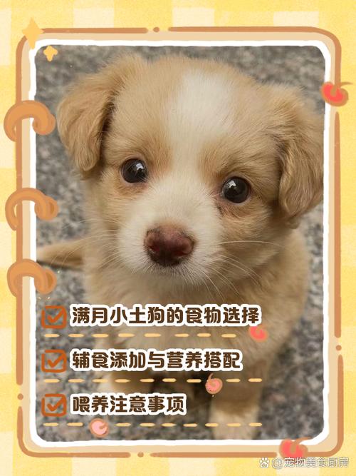 1至3个月小狗吃什么_喝奶加粮科学养,健康成长少烦恼 1至3个月小狗吃什么_喝奶加粮科学养,健康成长少烦恼