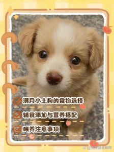 1至3个月小狗吃什么_喝奶加粮科学养，健康成长少烦恼