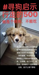 狗走丢了会想主人吗_狗狗走失记家靠嗅觉，主人多关爱防走失