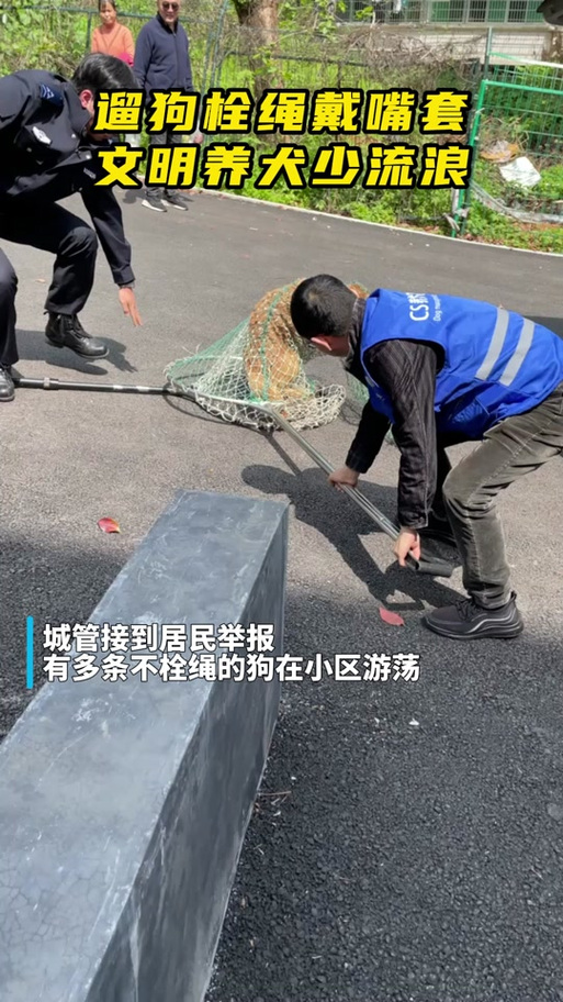 哪个部门负责抓流浪狗_多部门联手管流浪狗