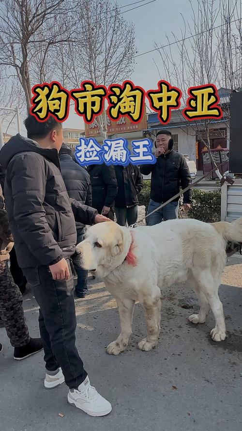 聊城能养中亚牧羊犬吗_聊城禁养中亚牧羊犬,违规将受处罚 聊城能养中亚牧羊犬吗_聊城禁养中亚牧羊犬,违规将受处罚