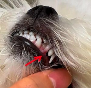 狗掉牙是几个月_狗狗4-6个月换牙，主人注意观察护理