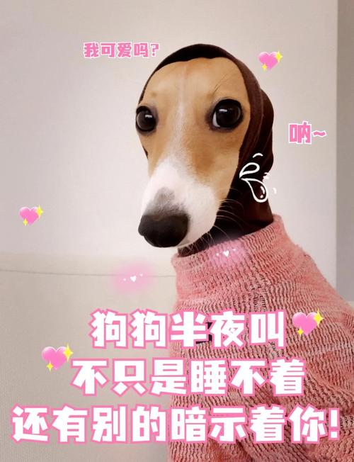 狗半夜一直呜呜叫个不停_狗狗半夜呜呜叫怎么办? 狗半夜一直呜呜叫个不停_狗狗半夜呜呜叫怎么办?