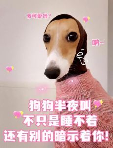 狗半夜一直呜呜叫个不停_狗狗半夜呜呜叫怎么办？