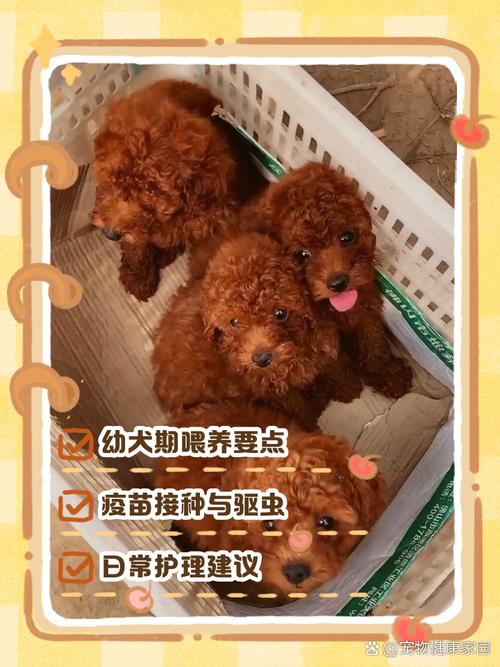 4个半月泰迪喂养攻略_幼犬成犬老年犬不同阶段喂食方法 4个半月泰迪喂养攻略_幼犬成犬老年犬不同阶段喂食方法