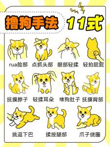 教狗狗22个动作手势_手势训狗，简单高效！