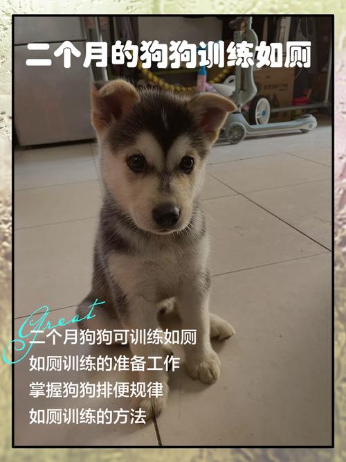 二个月小狗怎么训练大小便_引导+奖励,快速养成好习惯 二个月小狗怎么训练大小便_引导+奖励,快速养成好习惯