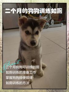二个月小狗怎么训练大小便_引导+奖励，快速养成好习惯