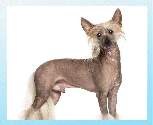 不掉毛智商高的狗狗_聪明不掉毛,性格佳 不掉毛智商高的狗狗_聪明不掉毛,性格佳