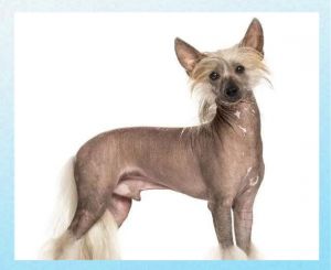 不掉毛智商高的狗狗_聪明不掉毛，性格佳