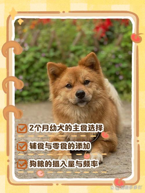 幼年小土狗吃什么_安全食物与注意事项 幼年小土狗吃什么_安全食物与注意事项