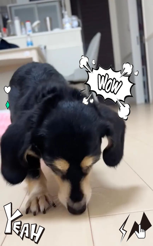 腊肠狗剧情,喜剧_治愈系喜剧,看人与狗狗的奇妙情缘 腊肠狗剧情,喜剧_治愈系喜剧,看人与狗狗的奇妙情缘