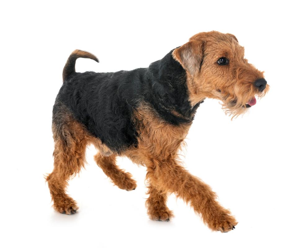 英国梗犬_小巧活泼的英国伴侣犬 英国梗犬_小巧活泼的英国伴侣犬