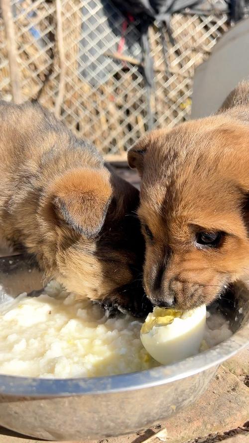 小土狗吃什么_主食米饭配肉菜,幼犬羊奶粉,成年换成犬粮 小土狗吃什么_主食米饭配肉菜,幼犬羊奶粉,成年换成犬粮