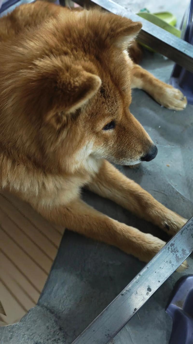 一放炮狗就害怕的乱跑_狗狗怕鞭炮？音乐脱敏+主人安抚