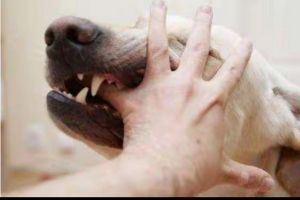 被狗子舔了一下手指会怎么样_狗舔伤口有风险，狂犬病需警惕